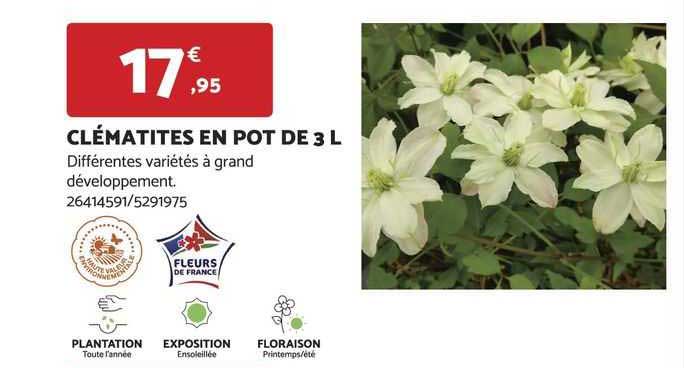 clématites en pot de 3 l