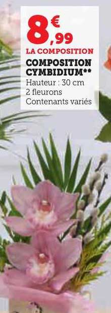 composition cymbidium