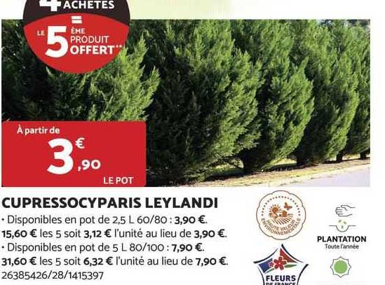 cupressocyparis leylandi