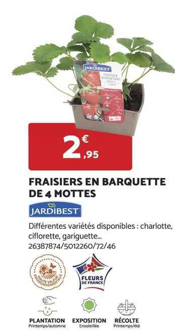 fraisiers en barquette de 4 mottes jardibest