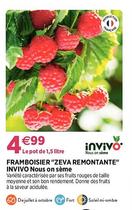 framboisier "zeva remontante" invivo nous on sème