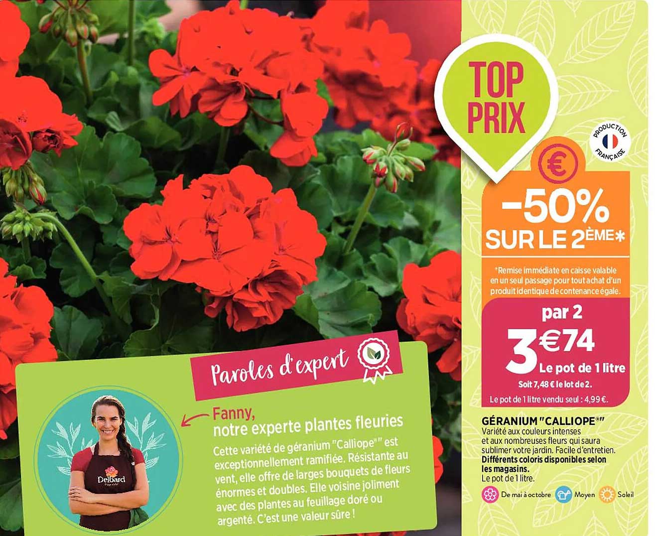 géranium "calliope"