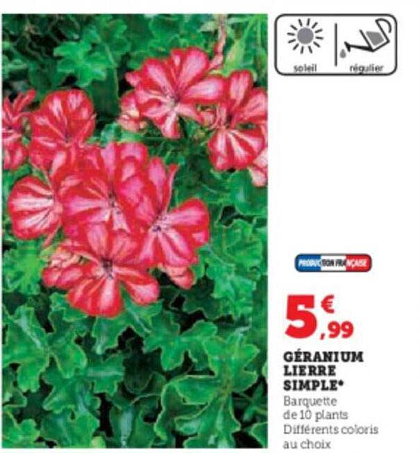 géranium lierre simple