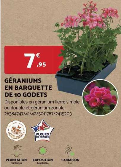 géraniums en barquette de 10 godets