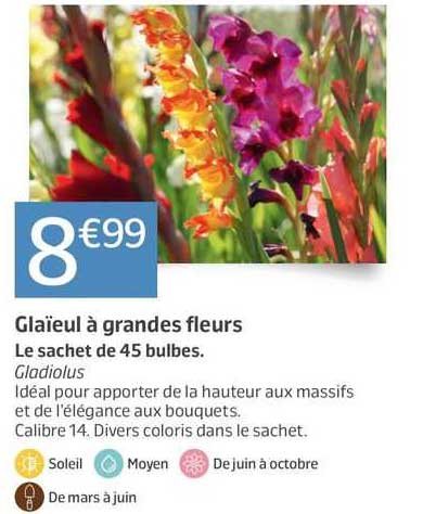 glaïeul à grandes fleurs