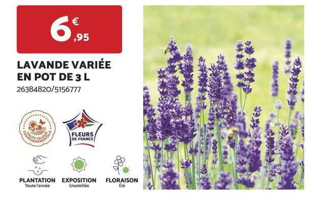 lavande variée en pot de 3 l