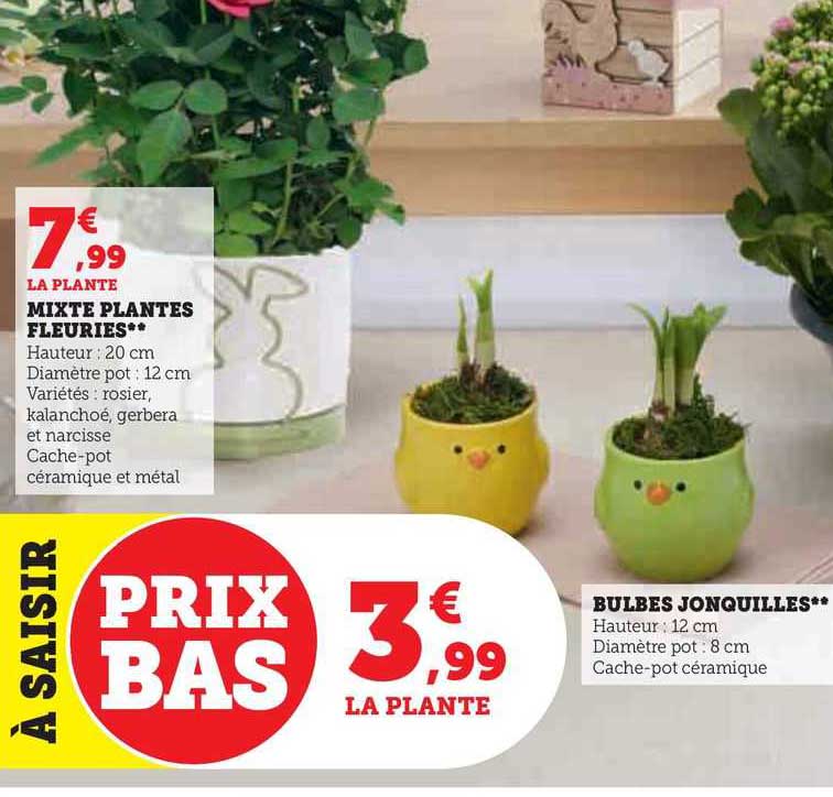 mixte plantes fleuries, bulbes jonquilles