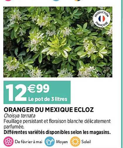 oranger du mexique ecloz