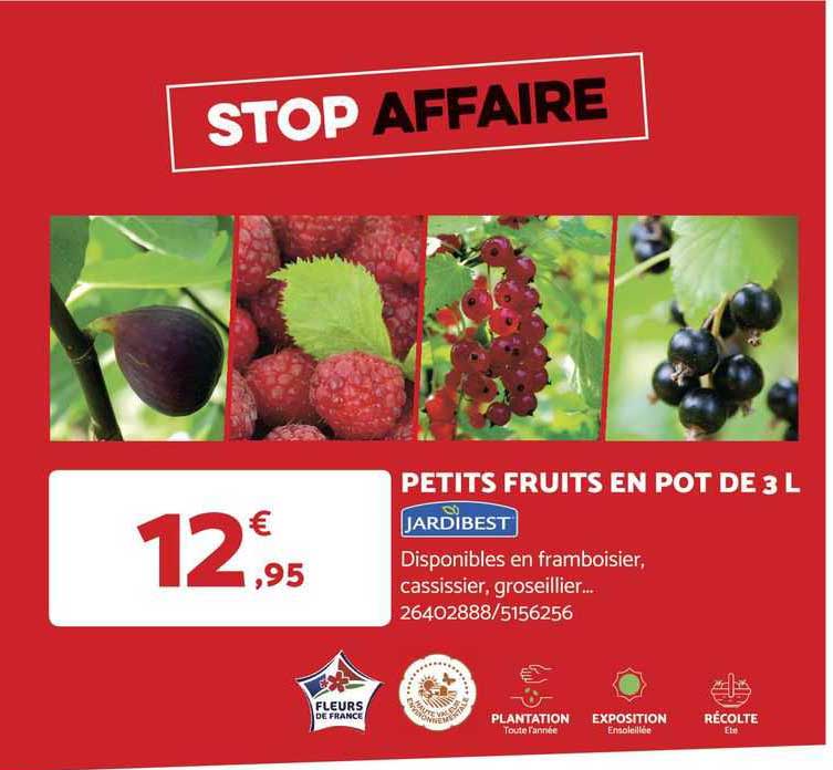 petits fruits en pot de 3 l jardibest