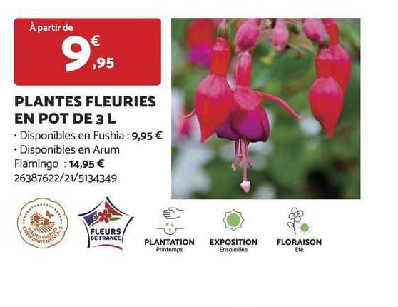 plantes fleuries en pot de 3 l