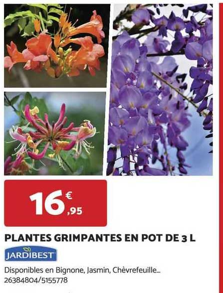 plantes grimpantes en pot de 3 l jardibest