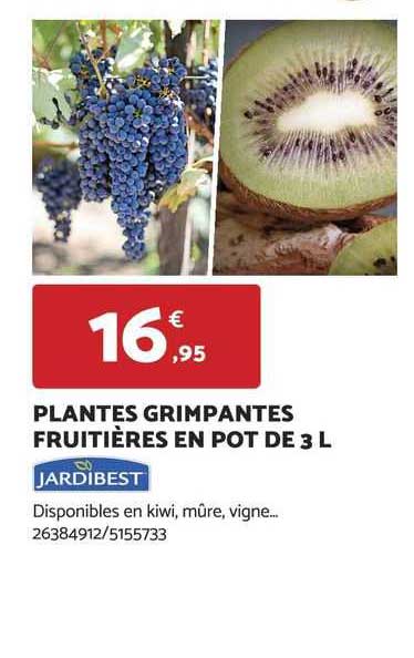 plantes grimpantes fruitières en pot de 3 l jardibest