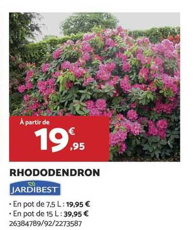 rhododendron jardibest