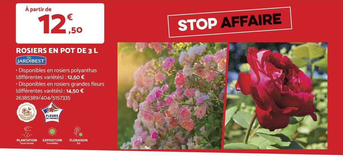 rosiers en pot de 3 l jardibest