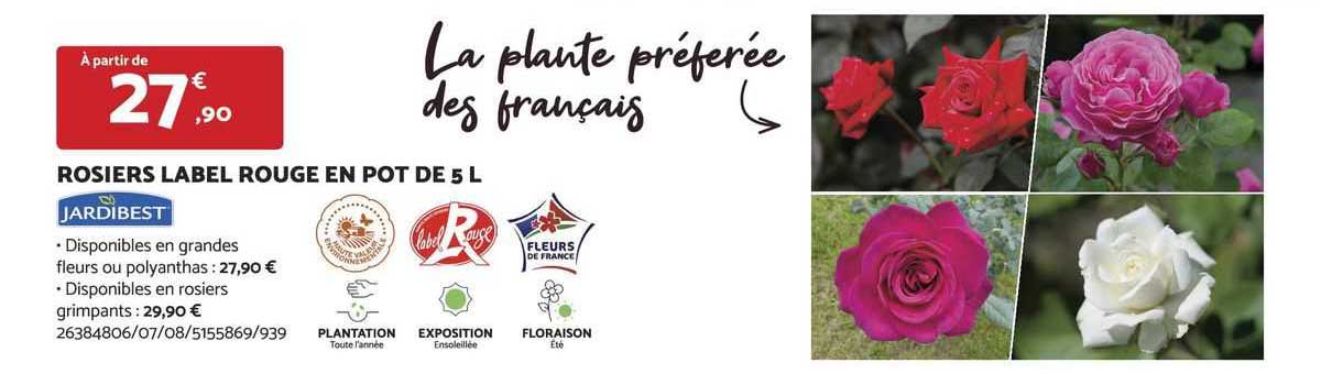 rosiers label rouge en pot de 5 l jardibest