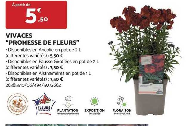 vivaces "promesse de fleurs"