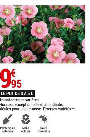 Anisodontea En Variétés