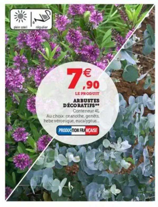 Arbustes Décoratifs