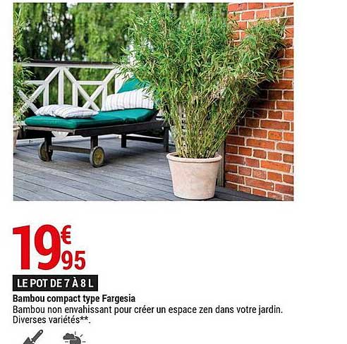 bambou compact type fargesia