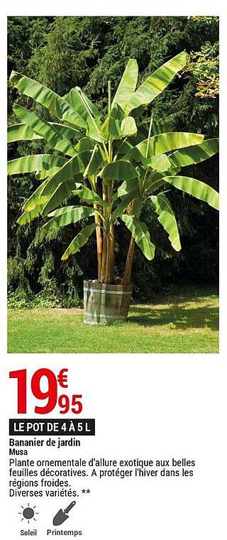 bananier de jardin musa