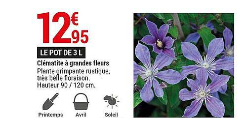 clématite à grandes fleurs