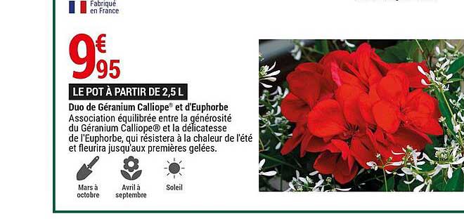 duo de géranium calliope et d'euphorbe