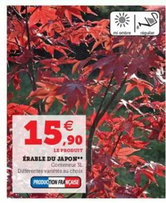 érable Du Japon