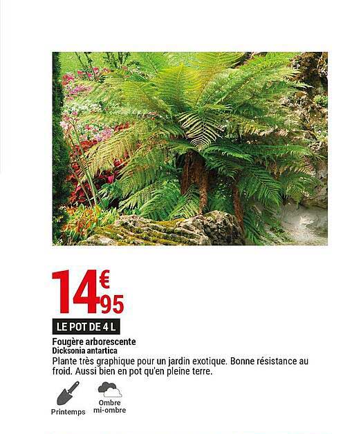 fougère arborescente