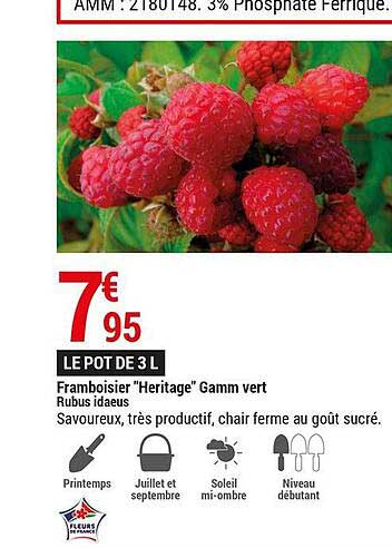 framboisier "heritage" gamm vert