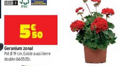 geranium zonal