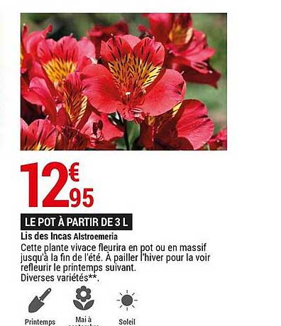 lis des incas alstroemeria