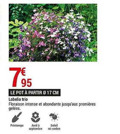 lobelia trio