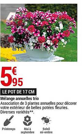 Mélange Annuelles Trio