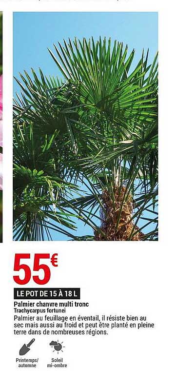 Palmier Chanvre Multi Tronc