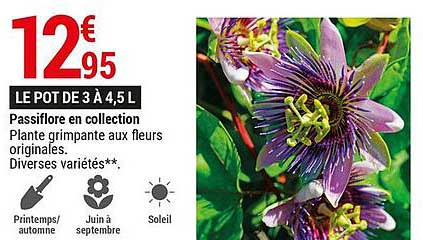 passiflore en collection