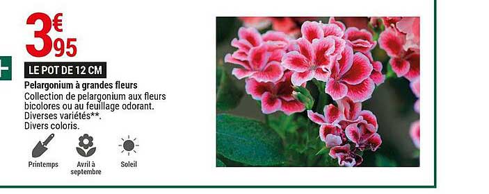 Pelargonium à Grandes Fleurs