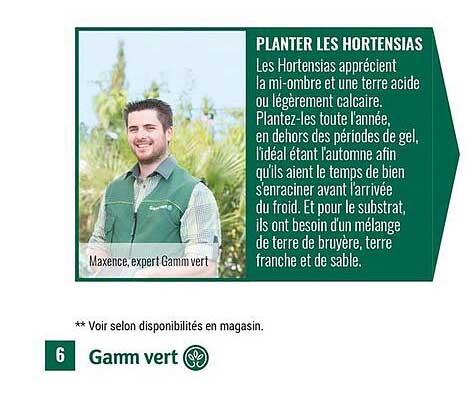 planter les hortensias