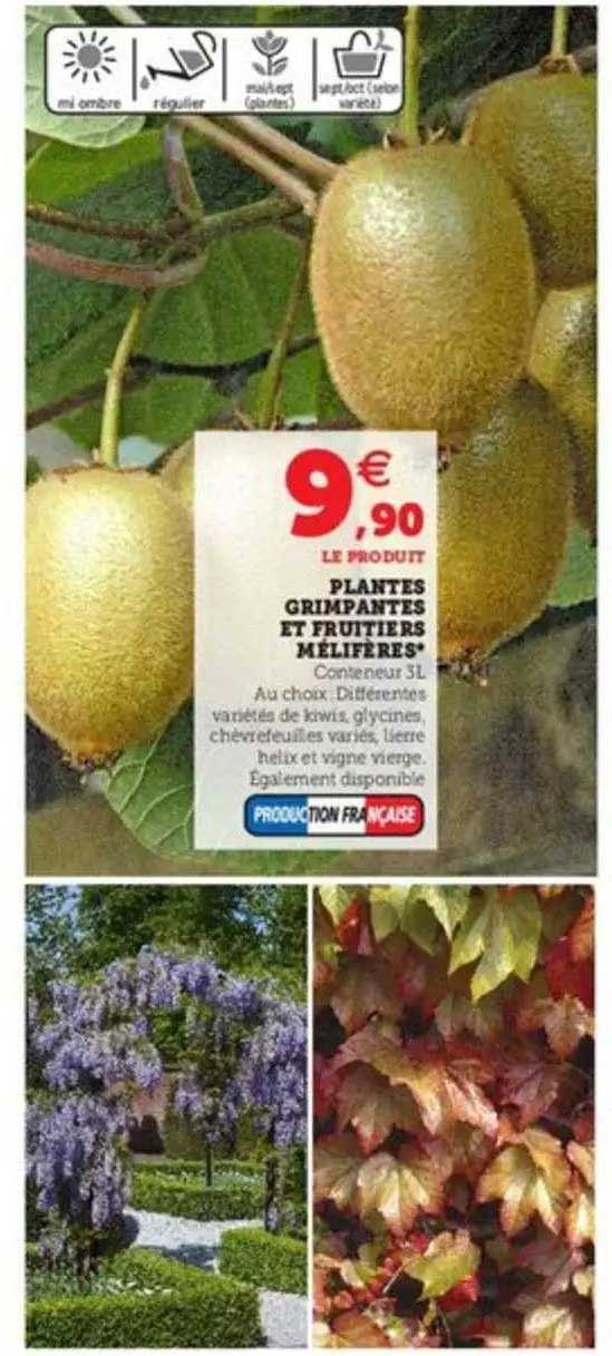 plantes grimpantes et fruitiers mélifères