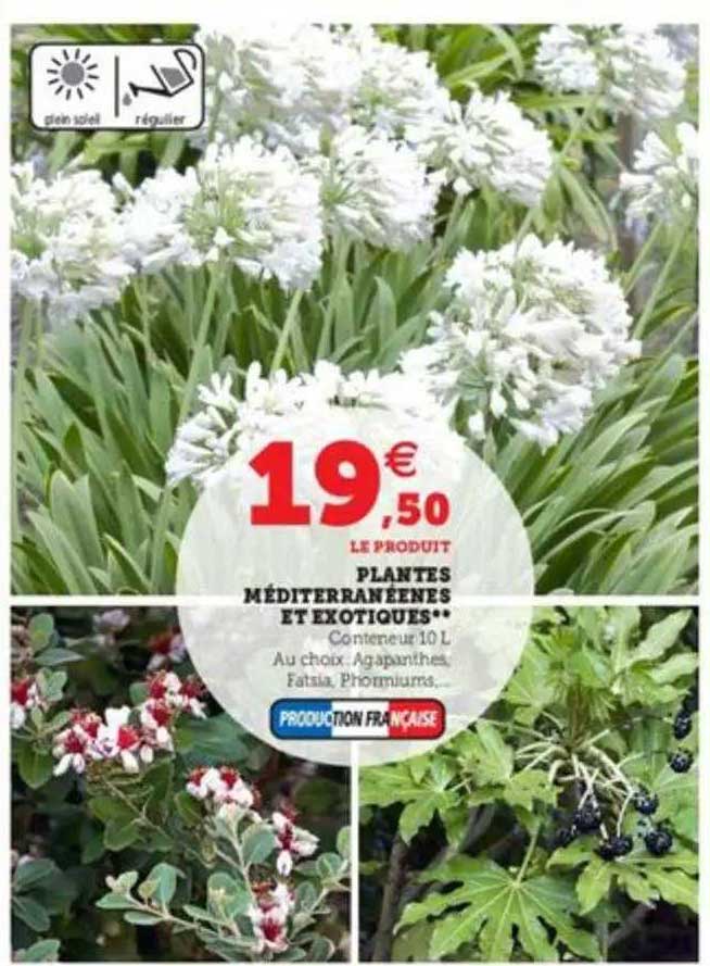 plantes méditerranéennes et exotiques