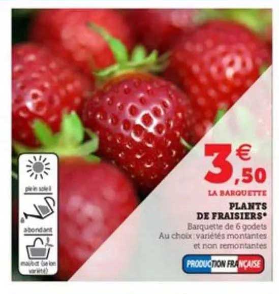 plants de fraisiers