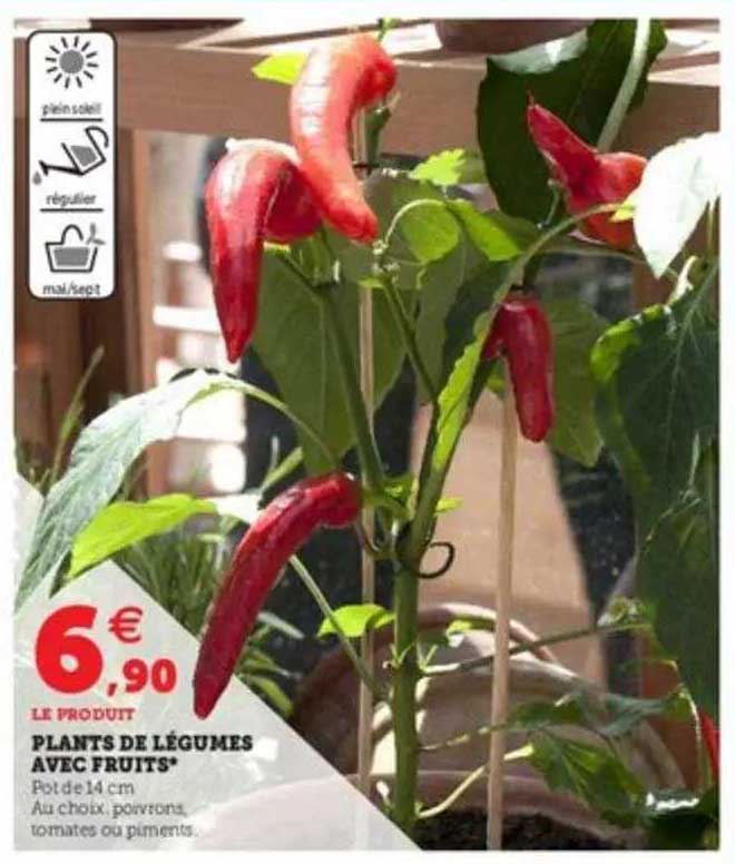 plants de légumes avec fruits