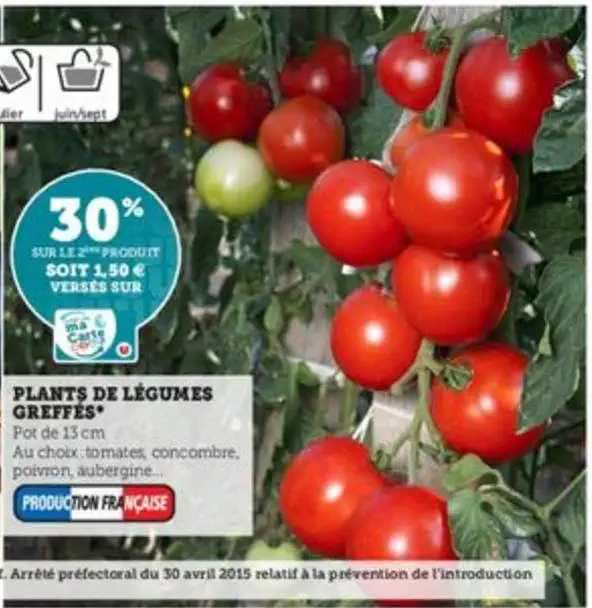 plants de légumes greffés