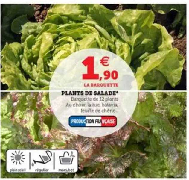 plants de salade