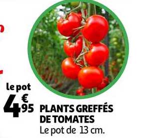 plants greffés de tomates