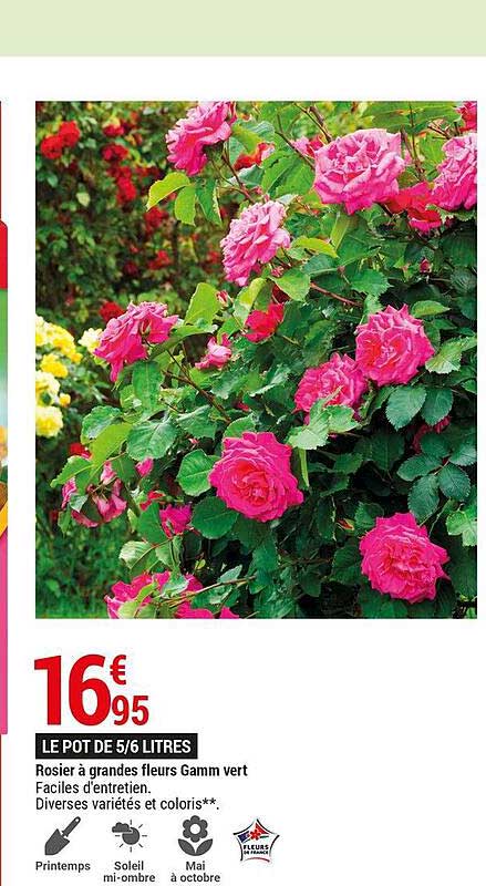 Rosier à Grandes Fleurs Gamm Vert