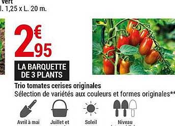 trio tomates cerises originales