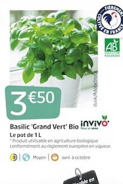basilic 'grand vert' bio invivo nous on sème