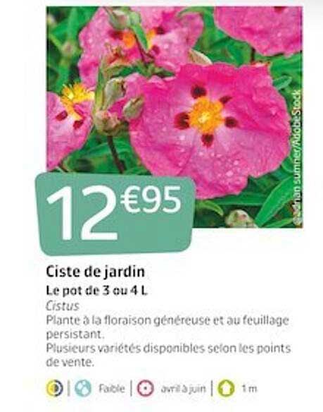 ciste de jardin