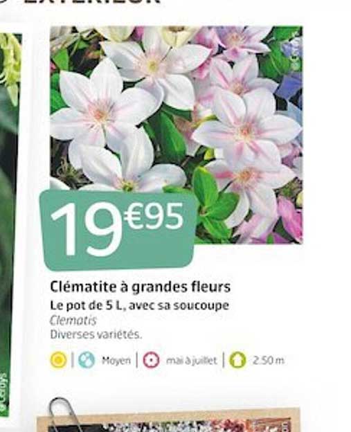 Clématite à Grandes Fleurs
