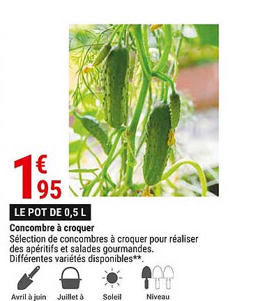concombre à croquet
